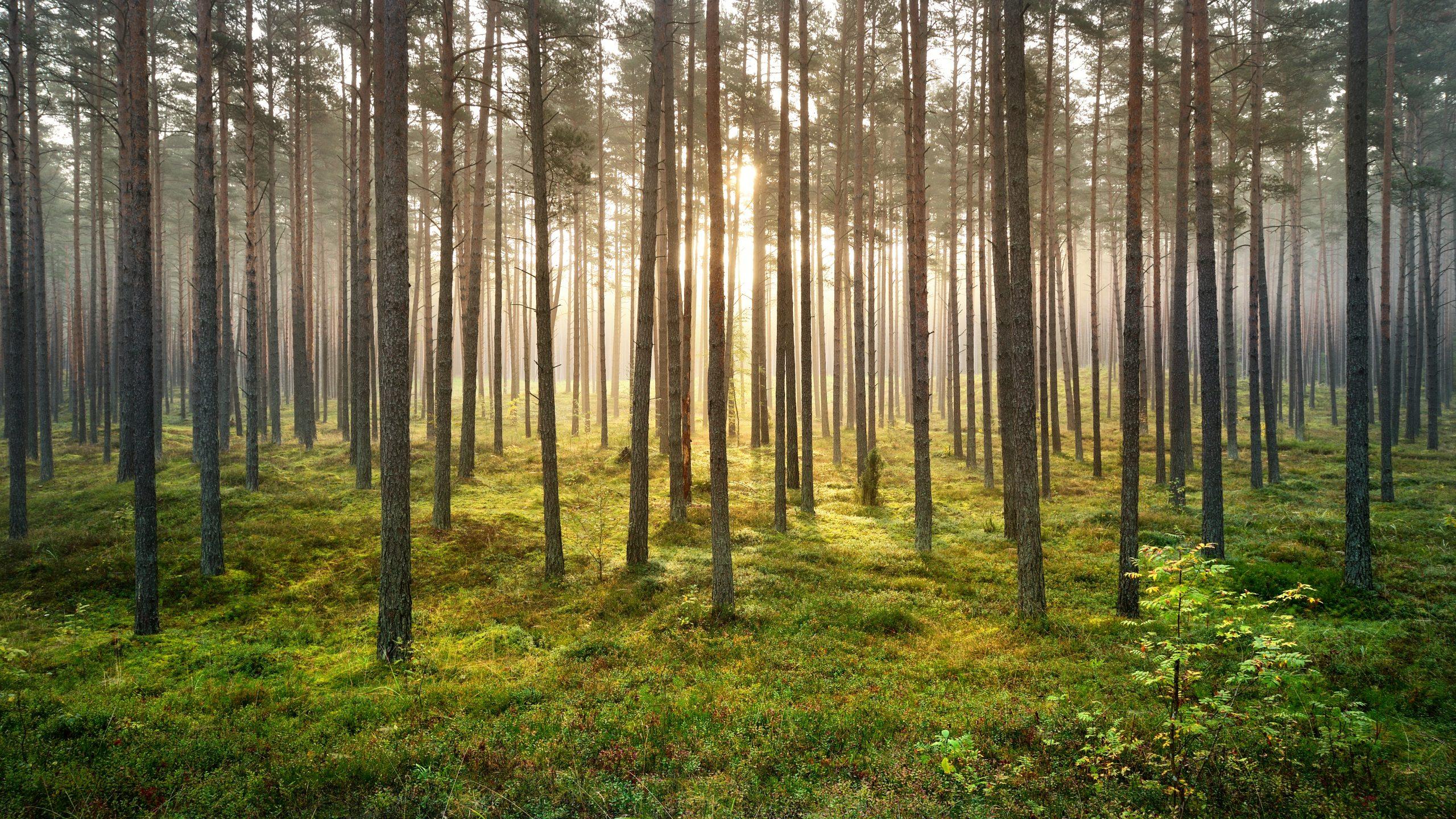Reforestation vs Afforestation: what is the difference?